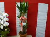 img0006.jpg