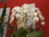 img0009.jpg