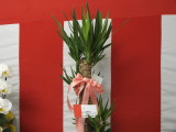 img0010.jpg
